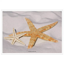 Paper placemats "Starfish" 31 x 43 cm 500 pcs.